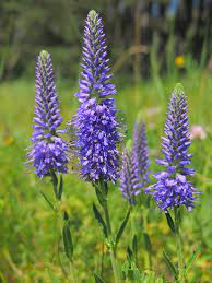 Veronica Spicata Flower Seeds for Planting, 100 pcs