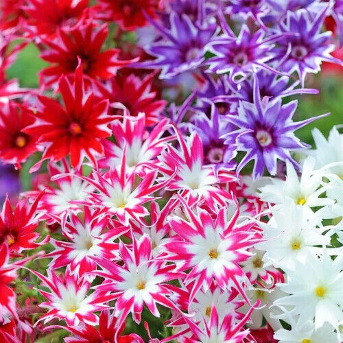 Organic Mixed Twinkle Star Flower Seeds for Planting – Heirloom, Non-GMO