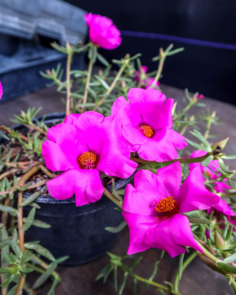 portulaca flower seeds online Heirloom Non-GMO Purple Portulaca Flower Seeds for Drought-Tolerant Summer Garden Planting