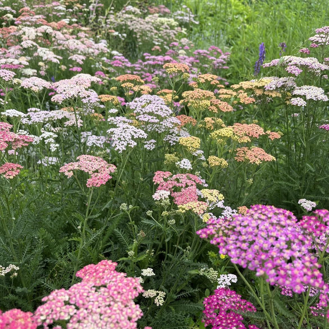 Blandede Achillea Millefolium blomsterfrø til udplantning, 100 stk