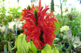 Red Pachystachys Flower Seeds for Planting - 100 pcs