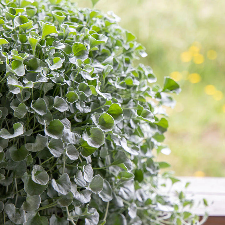 Sølv Dichondra plantefrø til udplantning - 100 stk