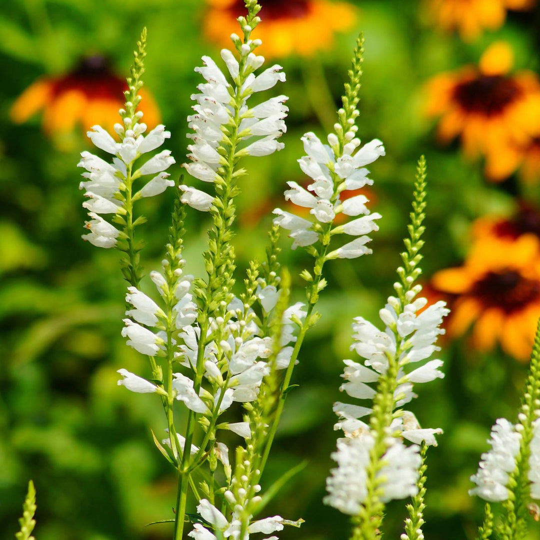 Hvide Physostegia blomsterfrø til udplantning - 100 stk