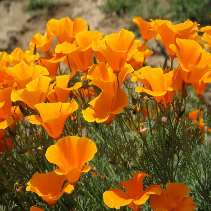 Gule Eschscholzia blomsterfrø til udplantning, friske, 100 stk