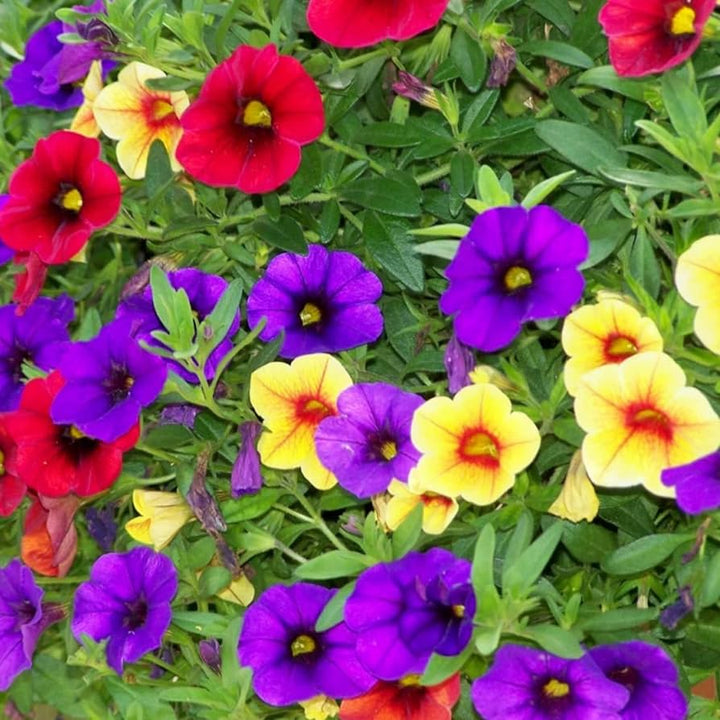 Organic Heirloom Mixed Calibrachoa Flower Seeds – Non-GMO Vibrant Seeds for Planting