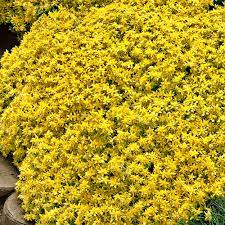 Yellow Sedum Plant Seeds for Planting - 100 pcs