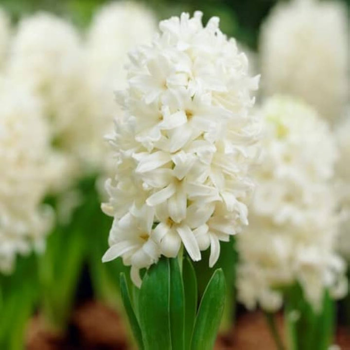 Hyacinthus Orientalis White Flower Seeds for Planting – Heirloom, Non-GMO, Organic Garden Seeds