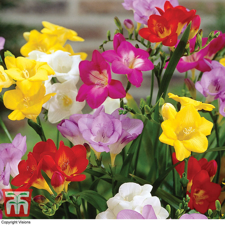 Mixed Freesias Flower Seeds for Planting, 100 pcs