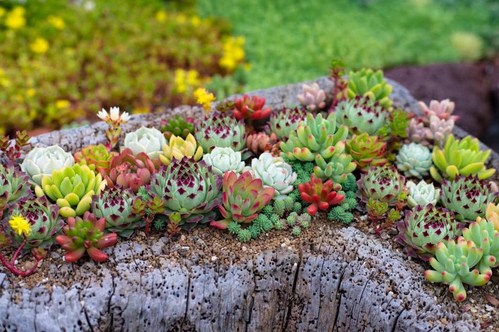 Blandede Sempervivum blomsterfrø til udplantning 100 stk