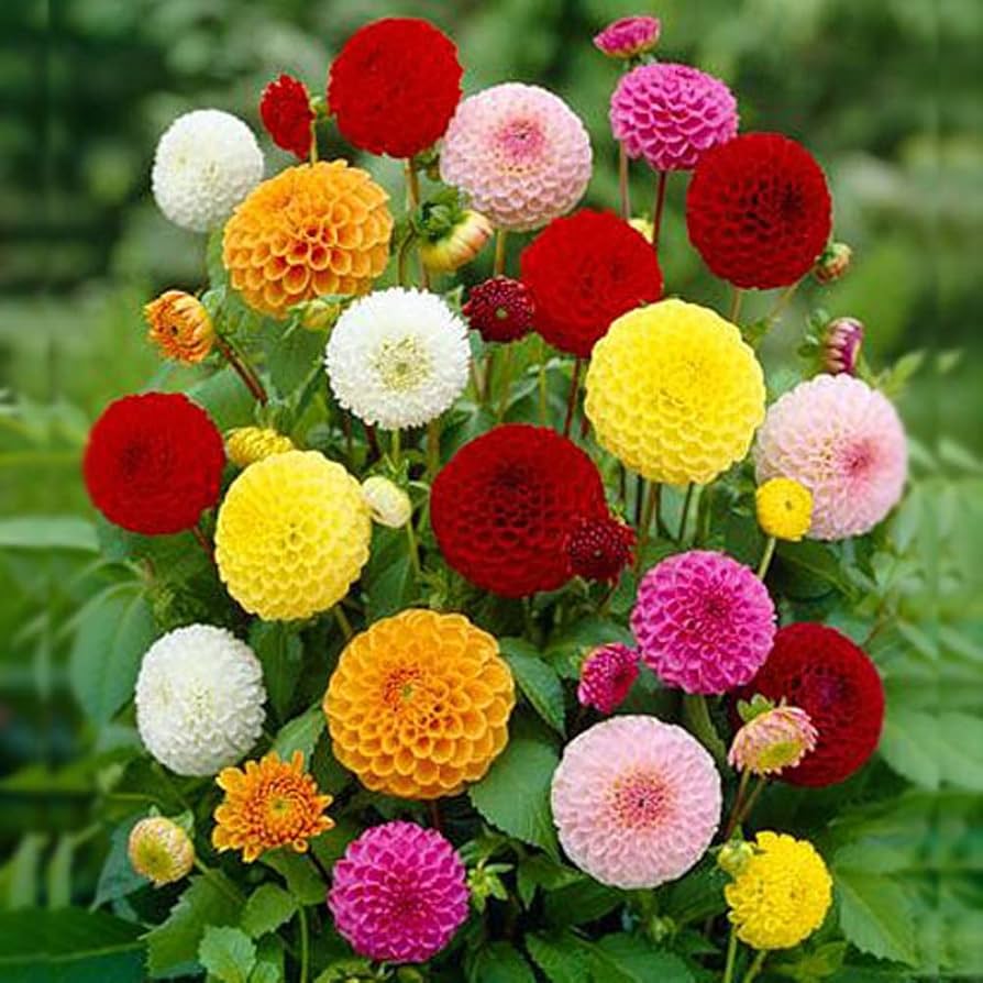 Dahlia Flower Seeds – Heirloom, Non-GMO Seeds for Planting Colorful Garden Blooms