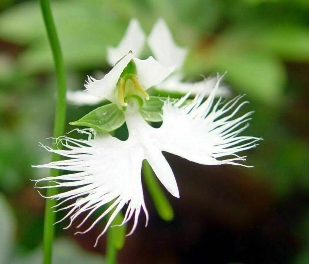 white seed plant Radiata White Seeds for Planting – Organic, Heirloom, Non-GMO Flower S – Neeraseeds