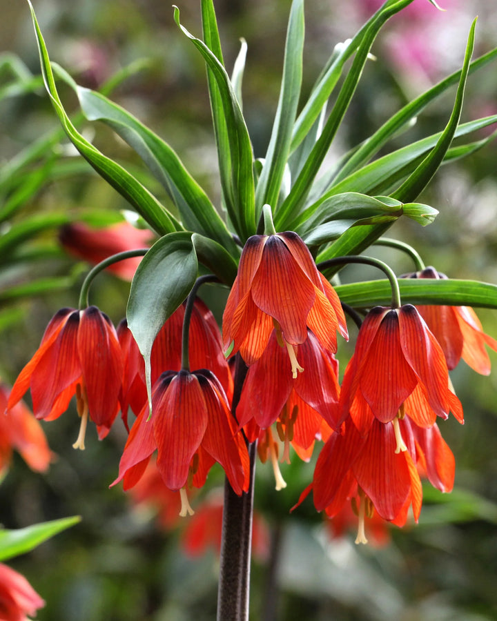 Fritillaria Flower Seeds – Heirloom, Non-GMO, Unique Bell-Shaped Blooms for Garden Planting