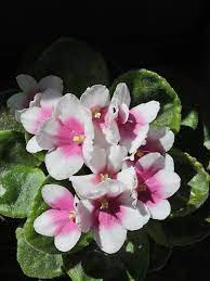 Pink White African Violet Flower Seeds for Planting - 100 pcs