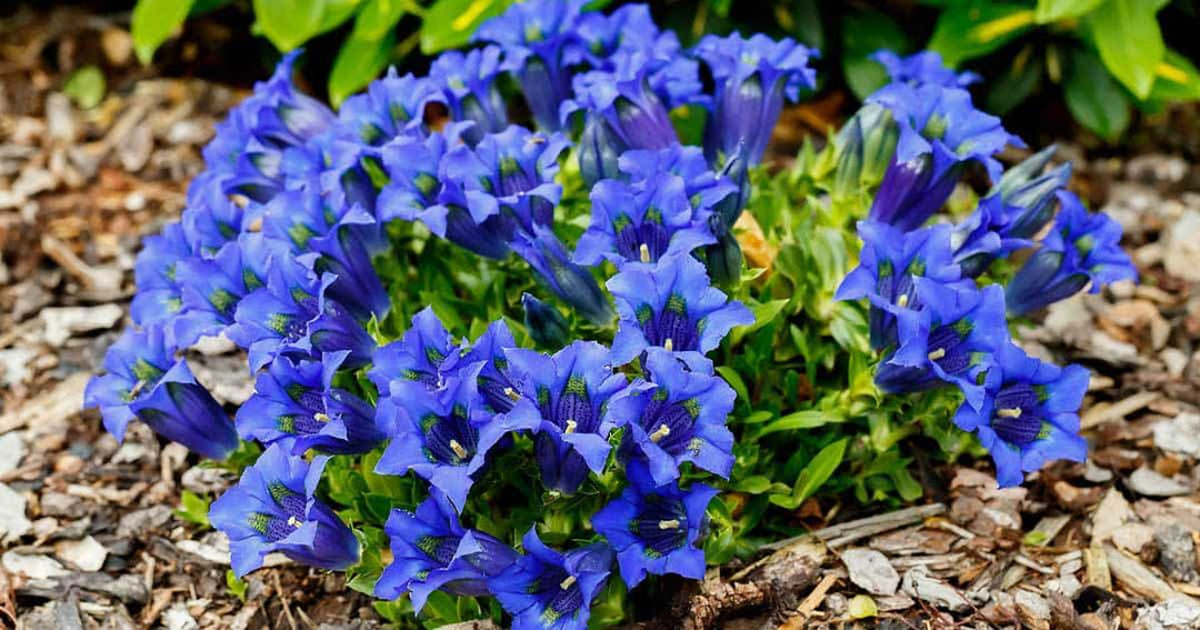 Ensian blomsterfrø til plantning - 100 stk