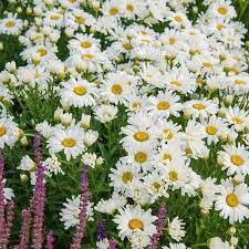 Hvide Leucanthemum Blomsterfrø til udplantning - 100 stk