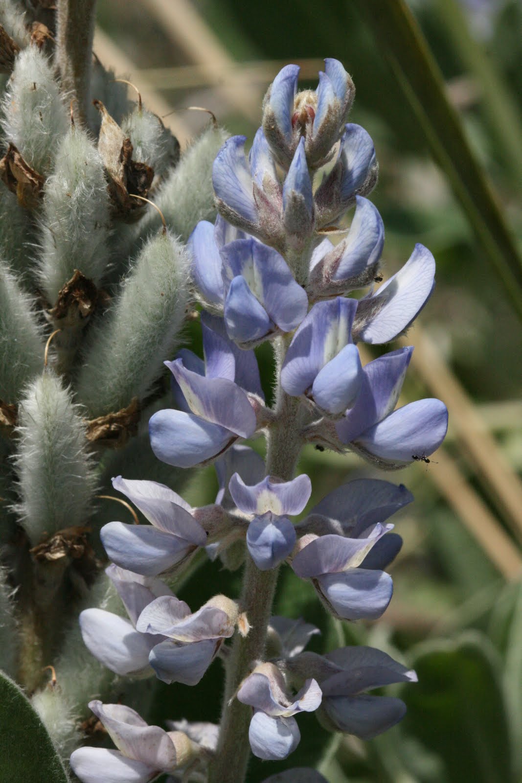 Himmelblå Lupin Blomsterfrø til udplantning - 100 stk