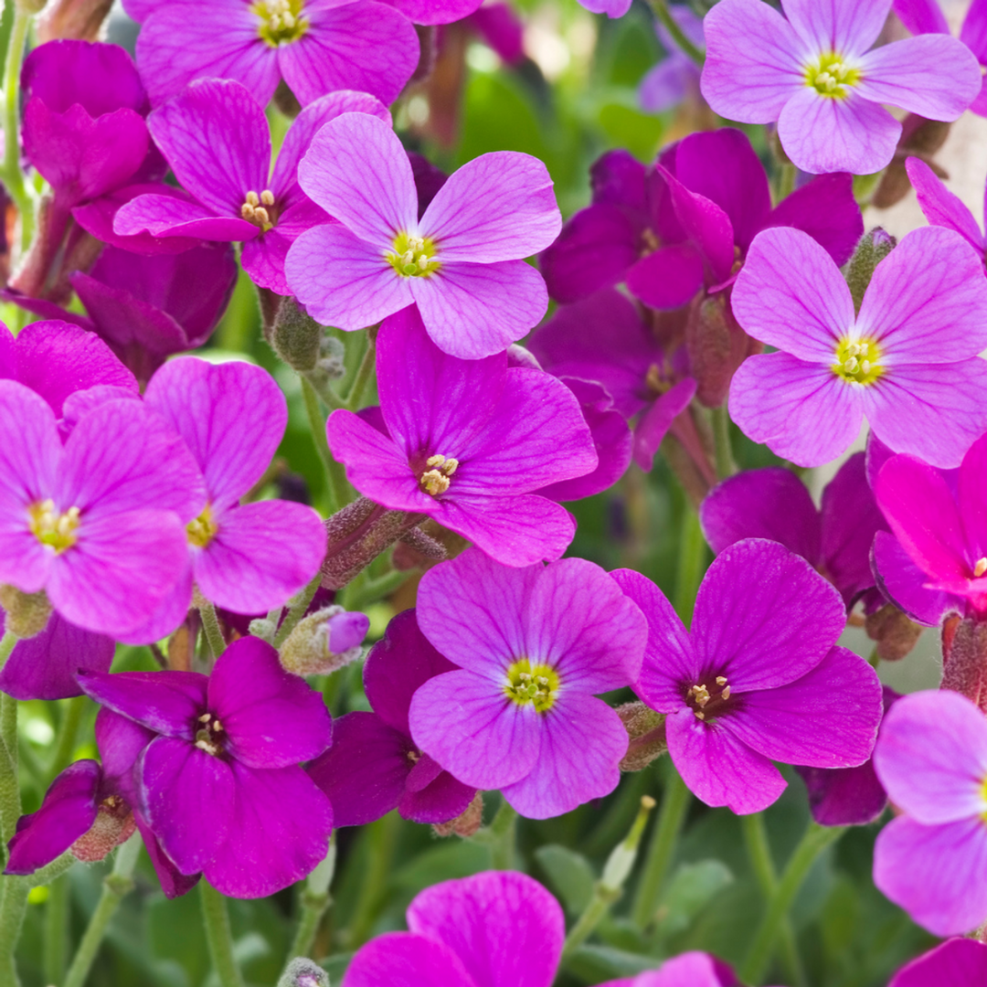 Aubretia Lila Flower Seeds for Planting, Heirloom, Non-GMO, 100 pcs