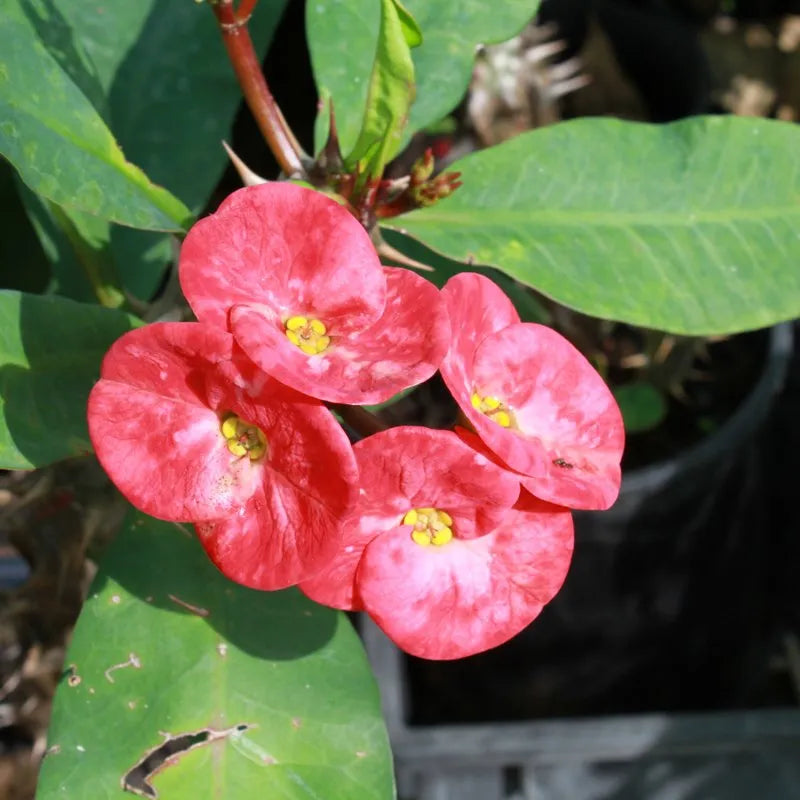 Lilla Euphorbia Milii blomsterfrø til plantning - 100 stk