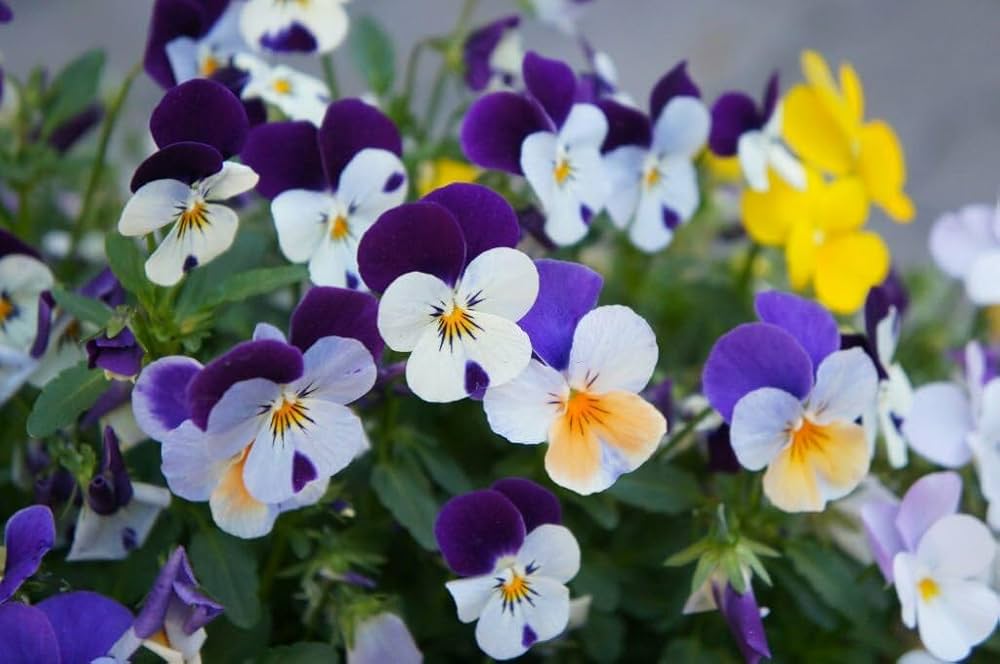 Purple White  Viola Flower Seeds for Planting 100 pcs