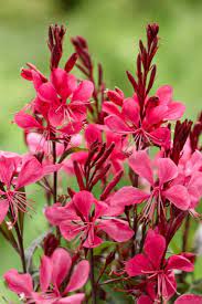 Red Gaura Flower Seeds for Planting - 100 pcs