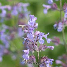 Violet Catmint Blomsterfrø til udplantning - 100 stk