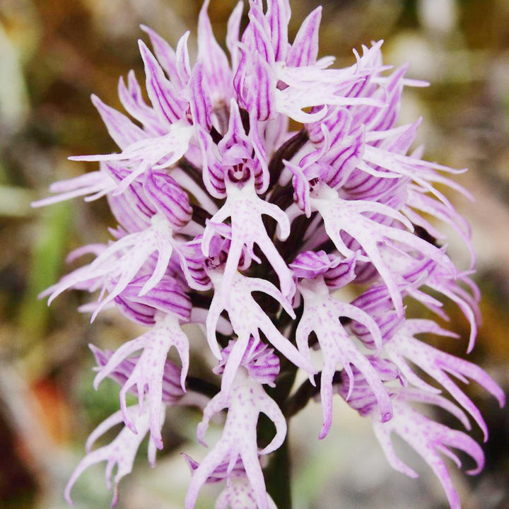 Orchis Italica Flower Seeds for Planting - 100 pcs