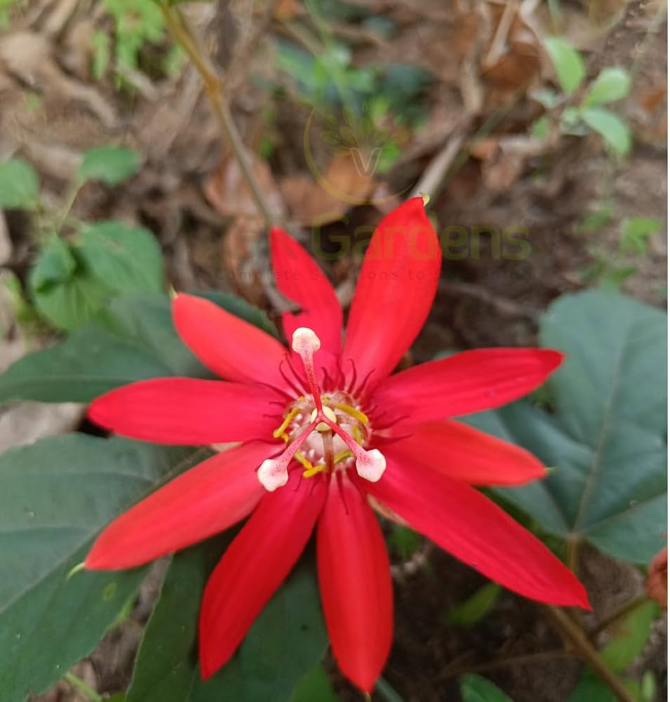 Passiflora Coccinea Flower Seeds – Heirloom Non-GMO Seeds for Planting | High Germination Organic Garden Seeds