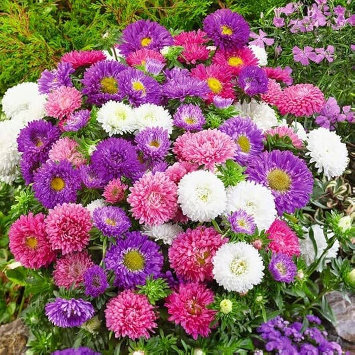 Mix Aster Flower Seeds for Planting, 100 pcs