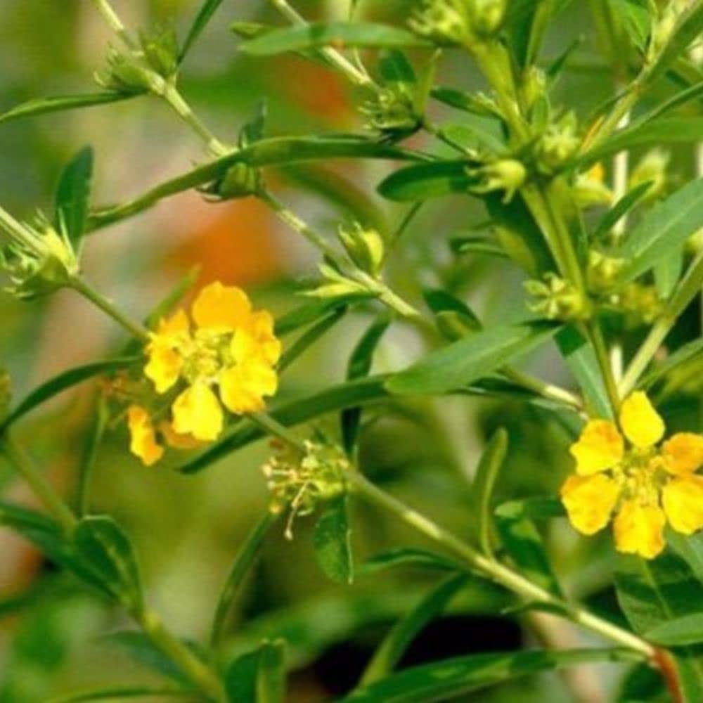 Gule Heimia blomsterfrø til plantning, lyse blomster, 100 stk