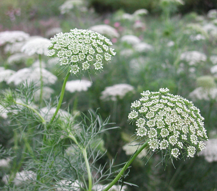 Ammi Blomsterfrø til udplantning 100 stk