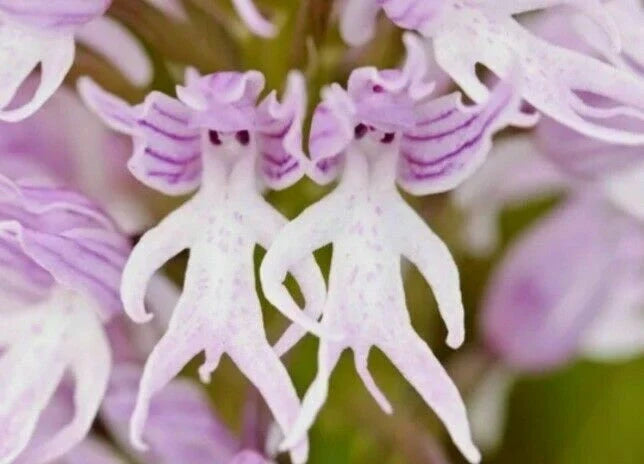 Naked Man Orchid Seeds for Planting, 100 pcs