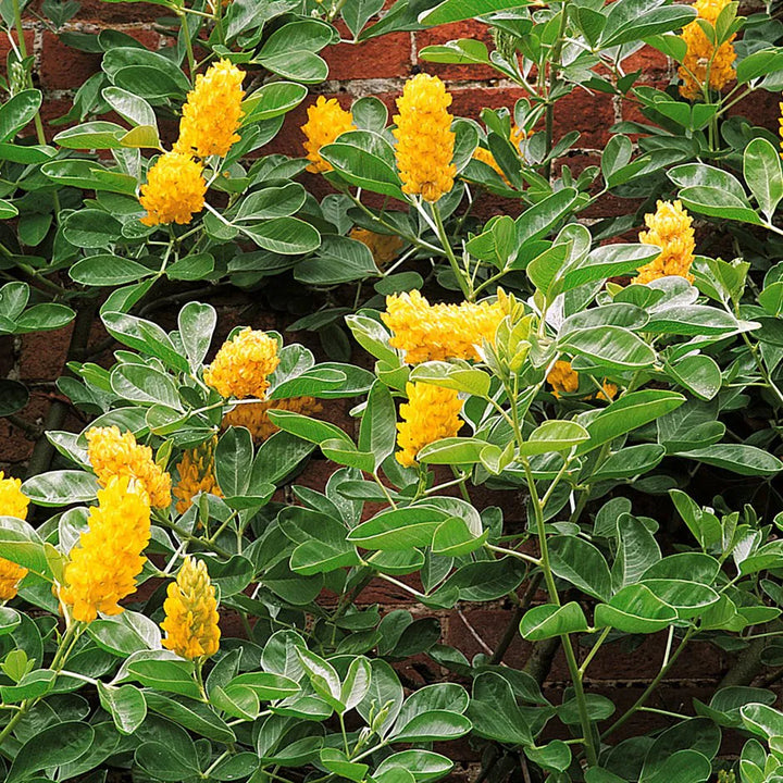 Argyrocytisus blomsterfrø til plantning, arvestykke, ikke-GMO, 100 stk.