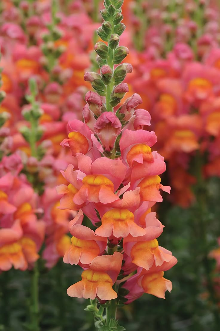 Orange Snapdragon blomsterfrø til plantning - 100 stk