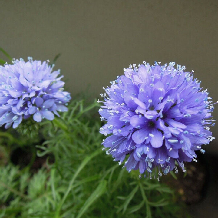 Heirloom Non-GMO Gilia Capitata Flower Seeds for Garden Planting – Blue Wildflower for Pollinators