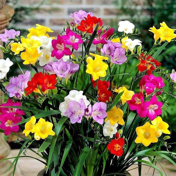 Heirloom Non-GMO Multi-Colored Freesias Flower Seeds – Fragrant Blooms Mix for Garden Planting