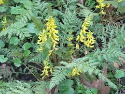 Gule Corydalis Manchu blomsterfrø til udplantning - 100 stk