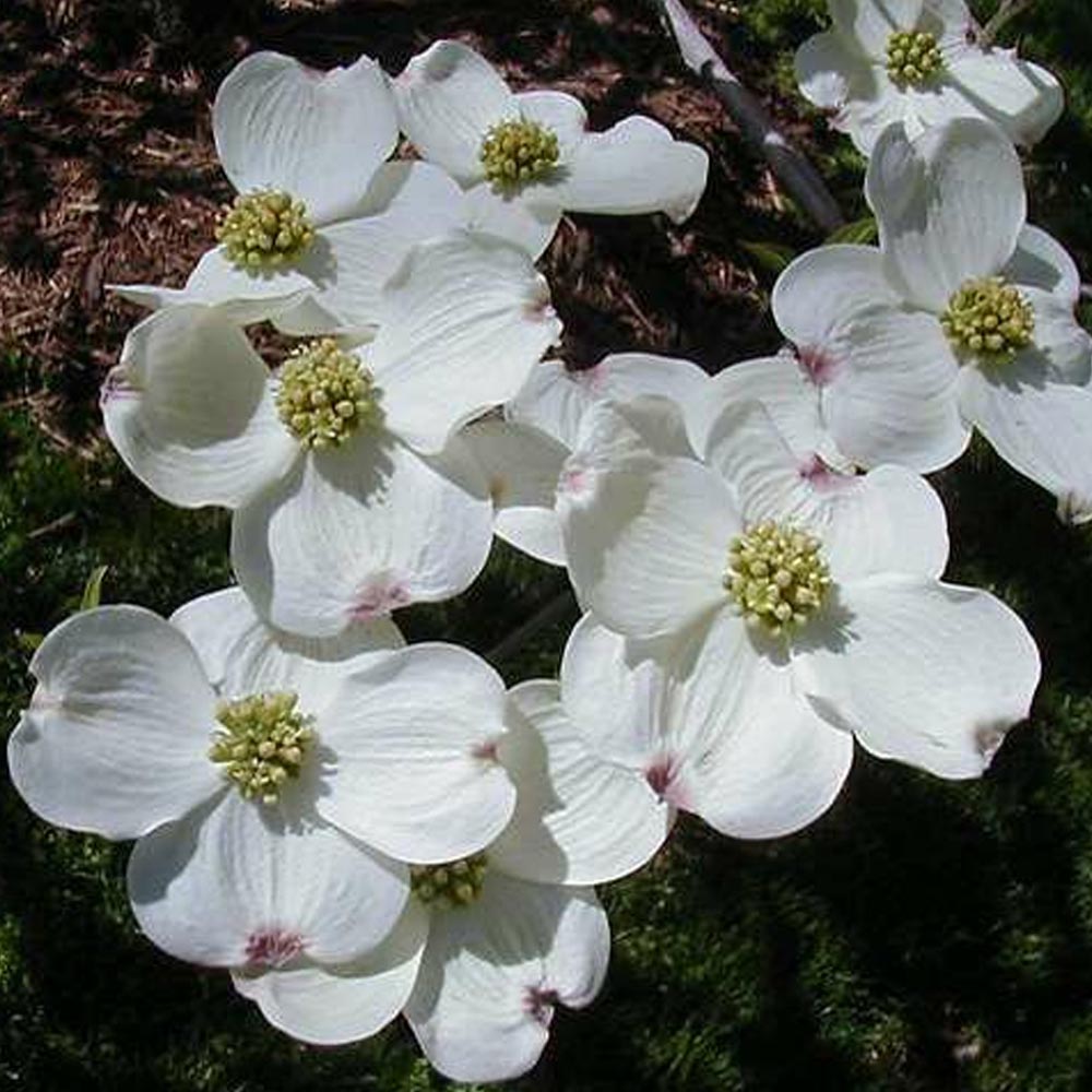 Heirloom Non-GMO Cornus Flower Seeds for Planting – High Germination Organic Dogwood Garden Seeds