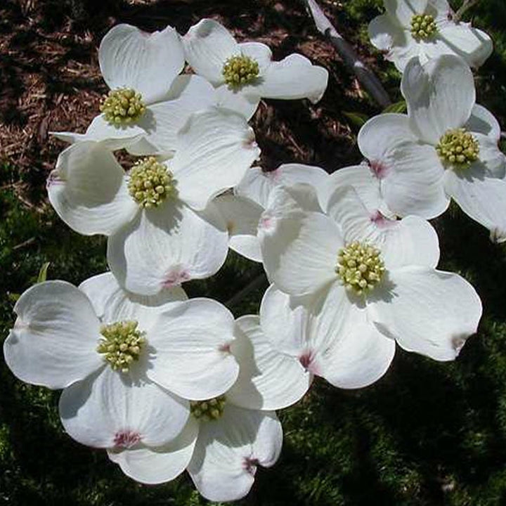 Heirloom Non-GMO Cornus Flower Seeds for Planting – High Germination Organic Dogwood Garden Seeds