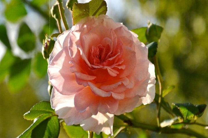 Pink Dawn Rose Blomsterfrø til udplantning - 100 stk