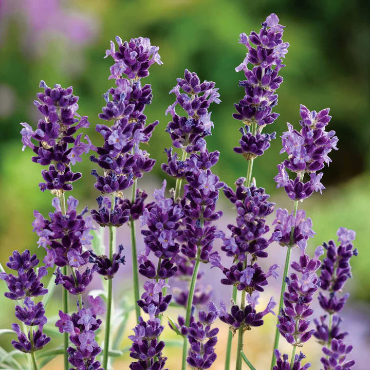 Angustifolia blomsterfrø til plantning, arvestykke, ikke-GMO, 100 stk.