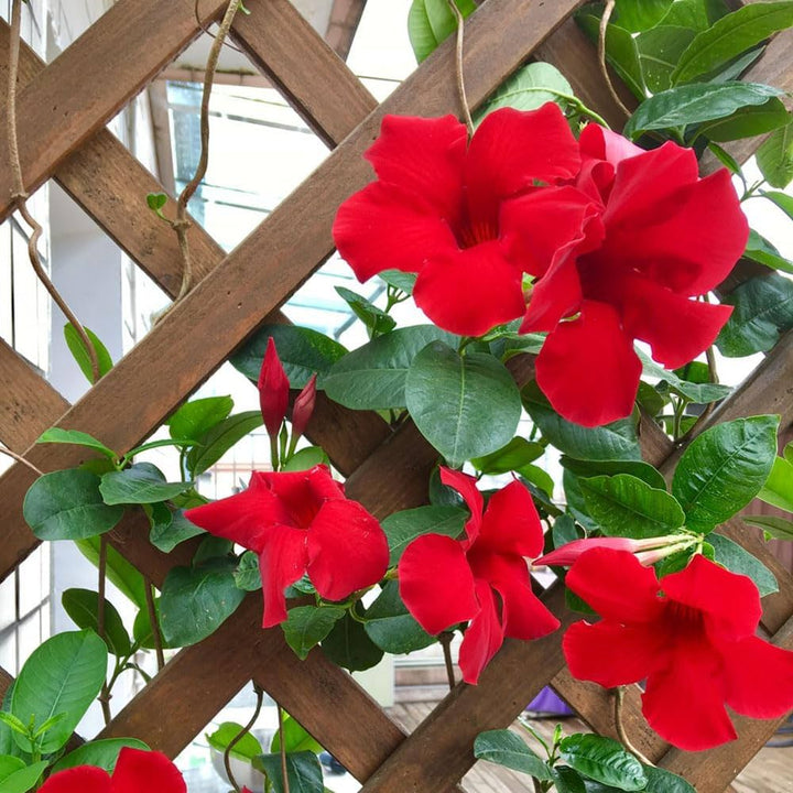 Heirloom Dipladenia Flower Seeds, Non-GMO Tropical Vining Blooms for Decorative Garden Planting