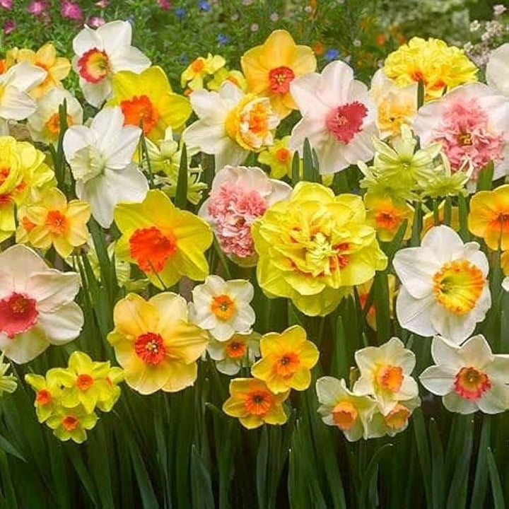 Mixed Daffodil Narcissus Flower Seeds for Planting – Heirloom, Non-GMO, Vibrant Blooms