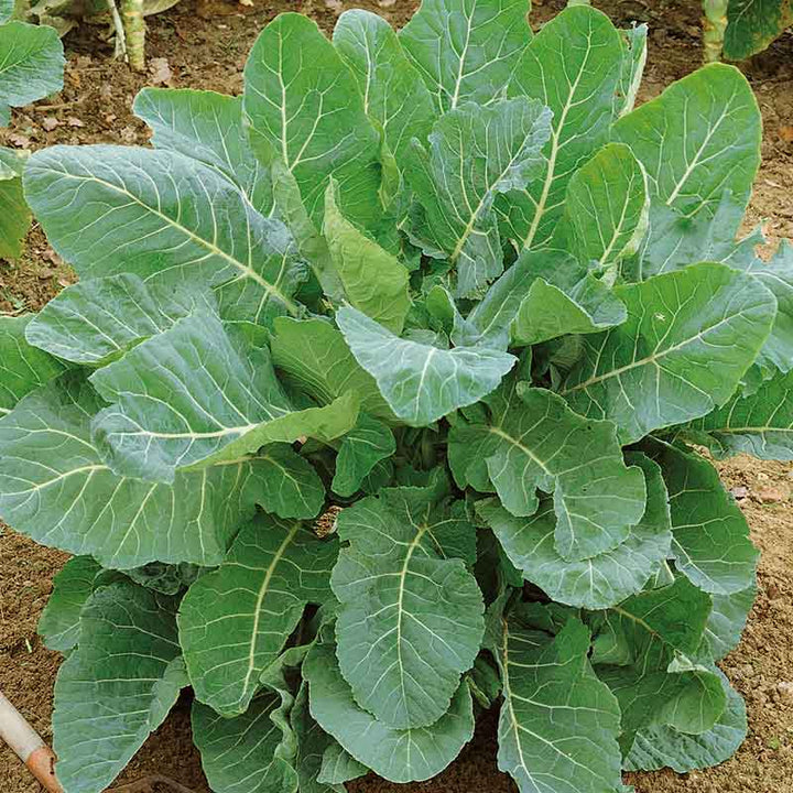 planting collard green seeds Heirloom Collard Greens Seeds – Non-GMO – Neeraseeds
