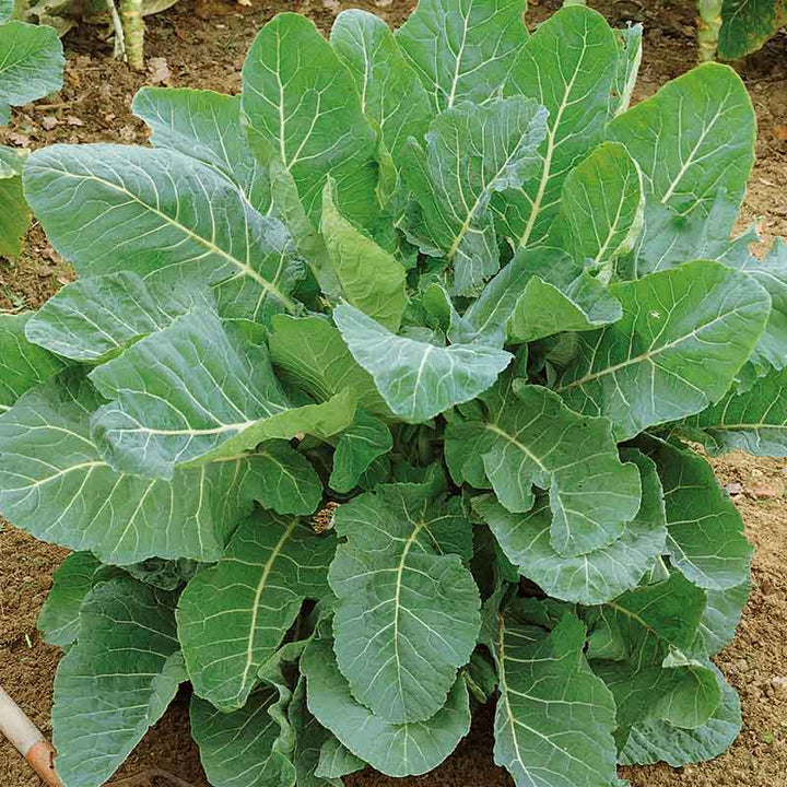 Green Collard Greens Plantefrø til udplantning 100 stk