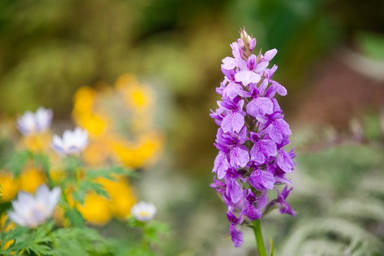 Dactylorhiza Flower Seeds for Planting, 100 pcs