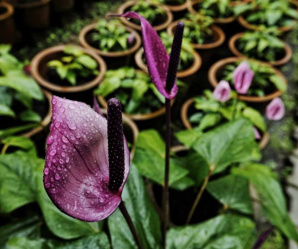 Lavender Anthurium Plant Seeds for Planting, 100 pcs