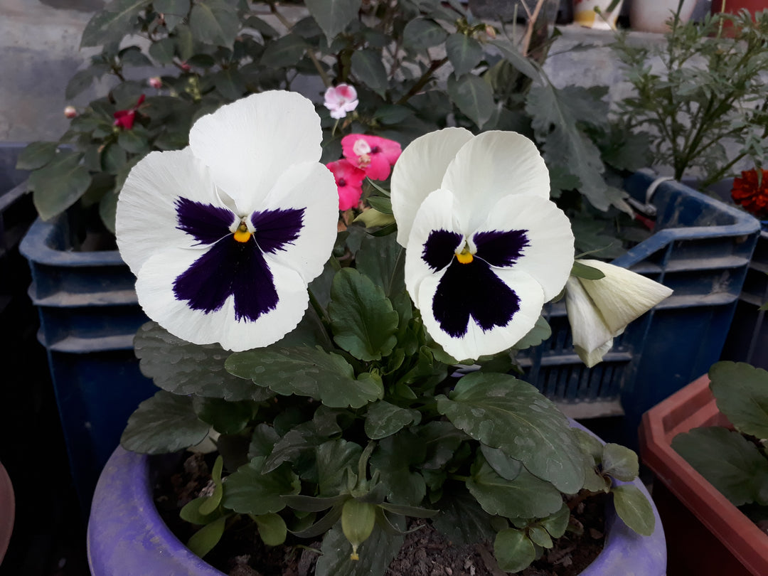 White Black Pansy Seeds for Planting | Heirloom, Non-GMO, Organic Flower Seeds