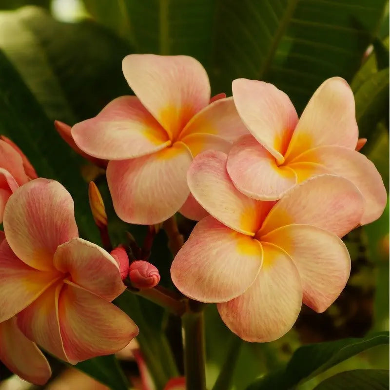 Frangipani Flower Seeds Orange for Planting - 100 pcs