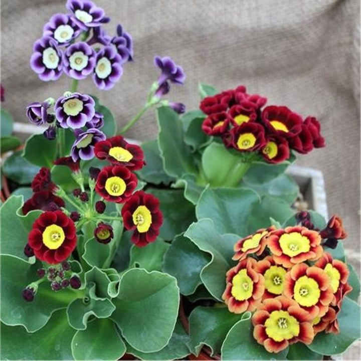 Blandede Auricula blomsterfrø til plantning - 100 stk