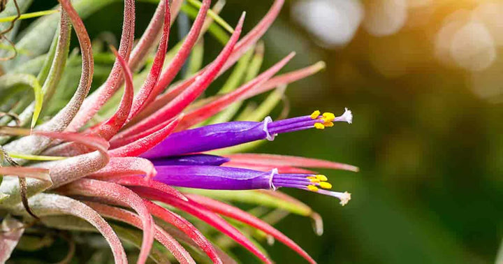 Tillandsia Blomsterfrø til udplantning - 100 stk